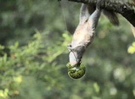 Michele Mathis Photography - Animals
