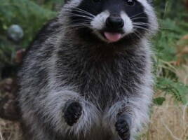 Michele Mathis Photography - Animals