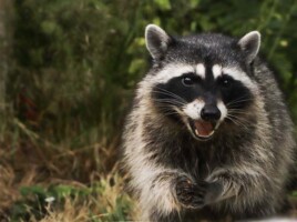 Michele Mathis Photography - Animals