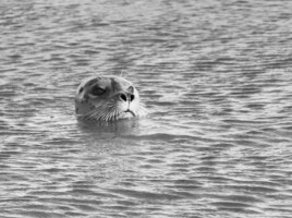 Michele Mathis Photography - Animals