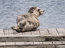 Michele Mathis Photography - Animals