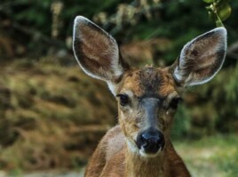 Michele Mathis Photography - Animals