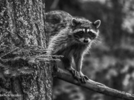 Michele Mathis Photography - Animals