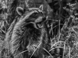 Michele Mathis Photography - Animals