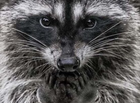 Michele Mathis Photography - Animals