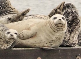 Michele Mathis Photography - Animals