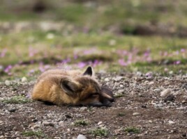 Michele Mathis Photography - Animals