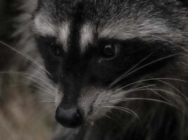 Michele Mathis Photography - Animals