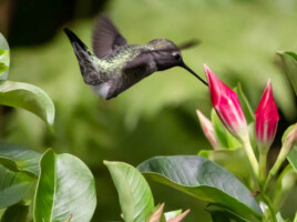 Michele Mathis Photography - Birds