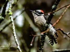 Michele Mathis Photography - Birds