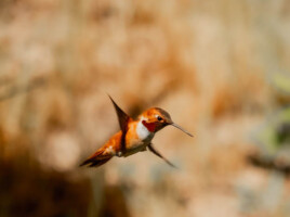 Michele Mathis Photography - Birds