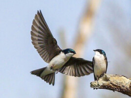 Michele Mathis Photography - Birds