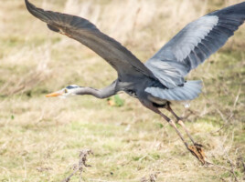 Michele Mathis Photography - Birds
