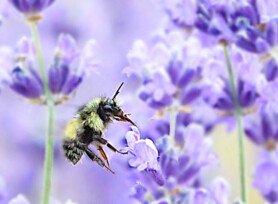 Michele Mathis Photography - Insects