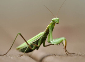 Michele Mathis Photography - Insects