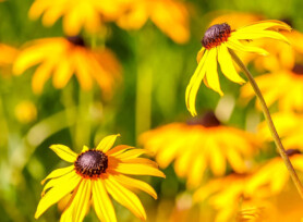 Michele Mathis Photography - Plants