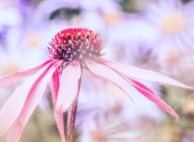 Michele Mathis Photography - Plants