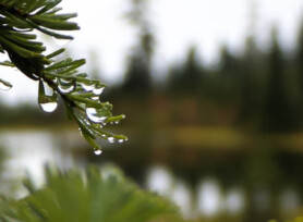 Michele Mathis Photography - Plants