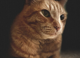 Michele Mathis Photography - Animals