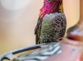 Michele Mathis Photography - Birds