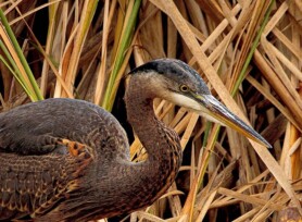 Michele Mathis Photography - Birds