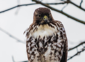 Michele Mathis Photography - Birds