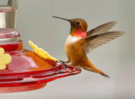 Michele Mathis Photography - Birds